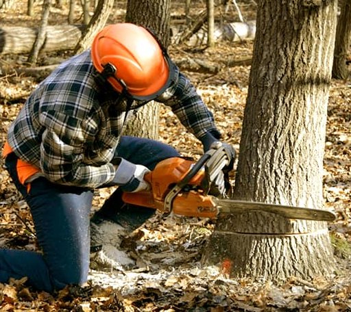 Tree Removal in New Vienna, OH